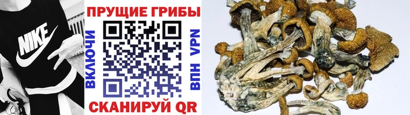 Галлюциногенные грибы GOLDEN TEACHER  дарк нет телеграм  Волосово  наркошоп 