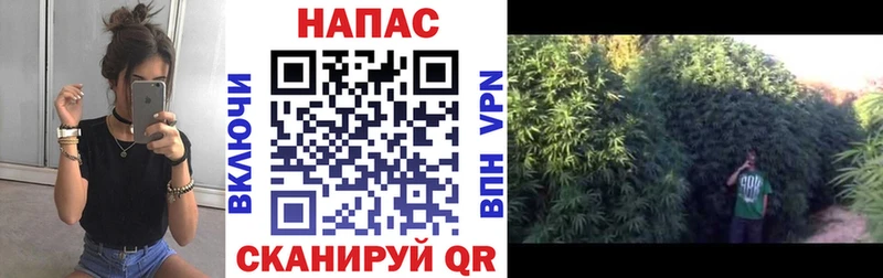МАРИХУАНА конопля Волосово